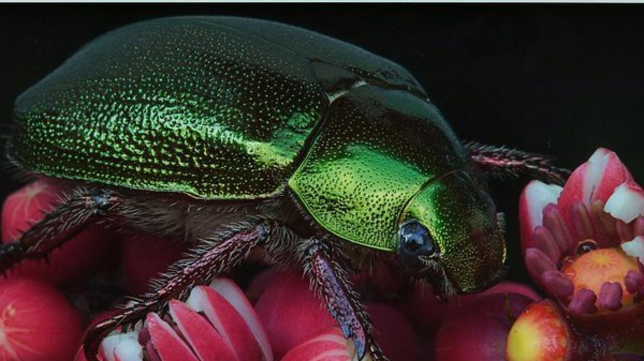 ‘Disappearing’: Fight to save iconic Aussie insect