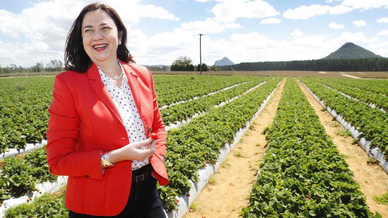 Queensland Premier Annastacia Palaszczuk spruiking strawberries in the midst of the needle saga. Picture: Lachie Millard