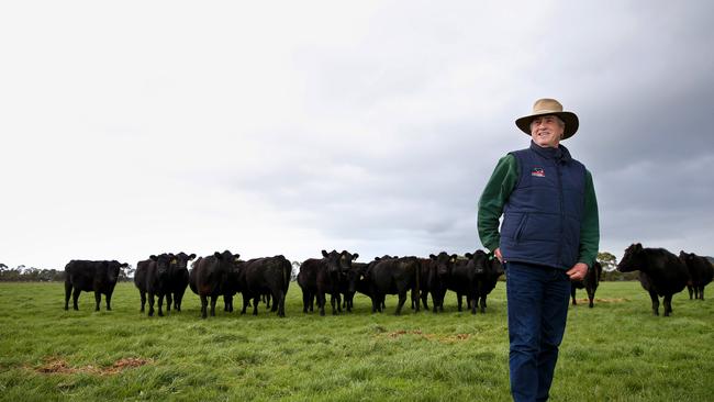 All change: Angus Australia president Brad Gilmour on his property near Terang, in Victoria’s Western District, where he runs 800 Angus breeders. Picture: Andy Rogers