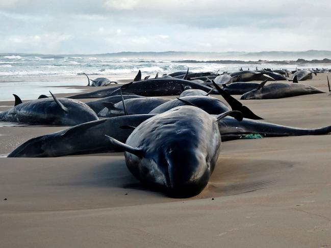 TOPSHOT - A handout photo taken and released on February 19, 2025 by the Department of Natural Resources and Environment Tasmania shows dolphins stranded on a beach near Arthur River on the west coast of Tasmania. A pod of 157 dolphins was found stranded on a remote beach in Australia's southern island of Tasmania, environment officials said as veterinarians raced to the scene. They appeared to be members of a large dolphin species known as false killer whales, Tasmania's environment department said, named for the orca-like shape of their skull. (Photo by Handout / Department of Natural Resources and Environment Tasmania / AFP) / RESTRICTED TO EDITORIAL USE - MANDATORY CREDIT "AFP PHOTO / Department of Natural Resources and Environment Tasmania" - NO MARKETING NO ADVERTISING CAMPAIGNS - DISTRIBUTED AS A SERVICE TO CLIENTS