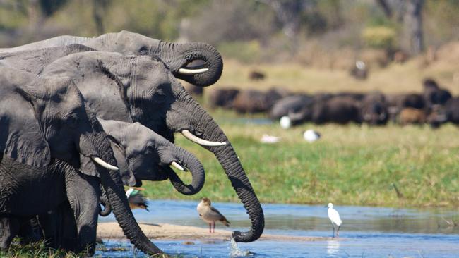 Mesmeric and uplifting: Foxtel’s Walking With Elephants.