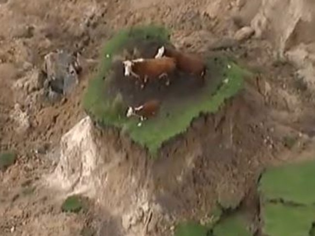 A number of cows have been spotted stranded by landslides on the coast north of Kaikoura, following Monday's 7.5 magnitude earthquake. Picture: Courtesy: Newshub.