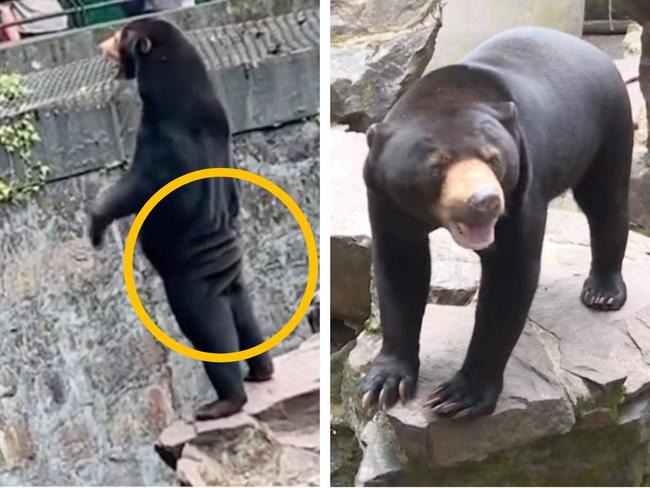 Chinese zoo forced to deny bear is a human in costume