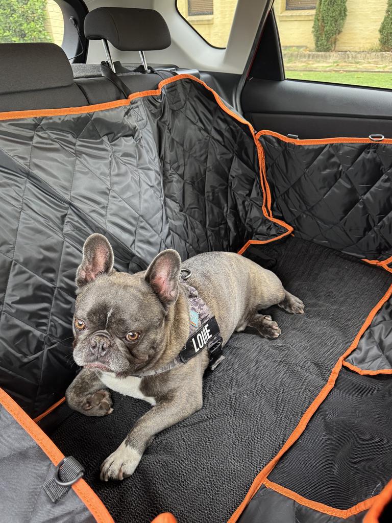 Louie is a fan of the dog seat cover. Picture: Marina Tatas/news.com.au checkout