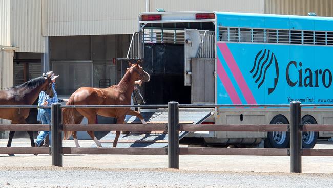 Horses being removed from Darren Weir’s Miners Rest stables on Saturday. Picture: Jay Town