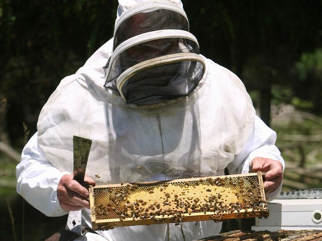 Lindsay Bourke inspecting his hives at a property near Perth.