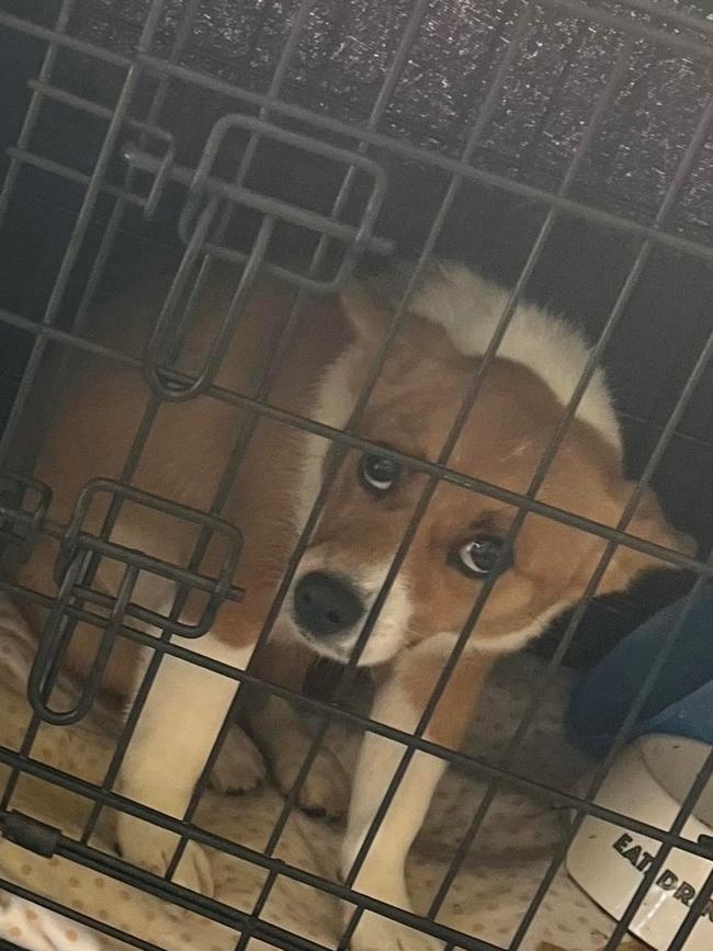 A puppy is caged in a transport crate.