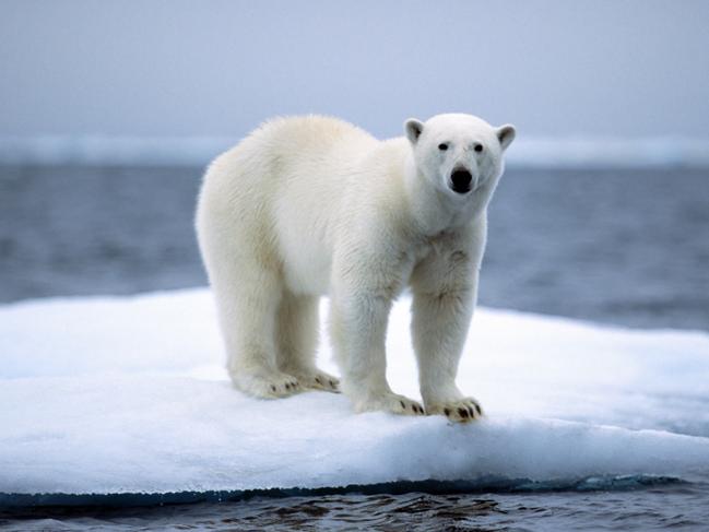 Polar bear (Ursus maritimus /  Thalarctos maritimus) on pack ice floating in the Arctic ocean on the North Pole. (Photo by: Arterra/Universal Images Group via Getty Images)