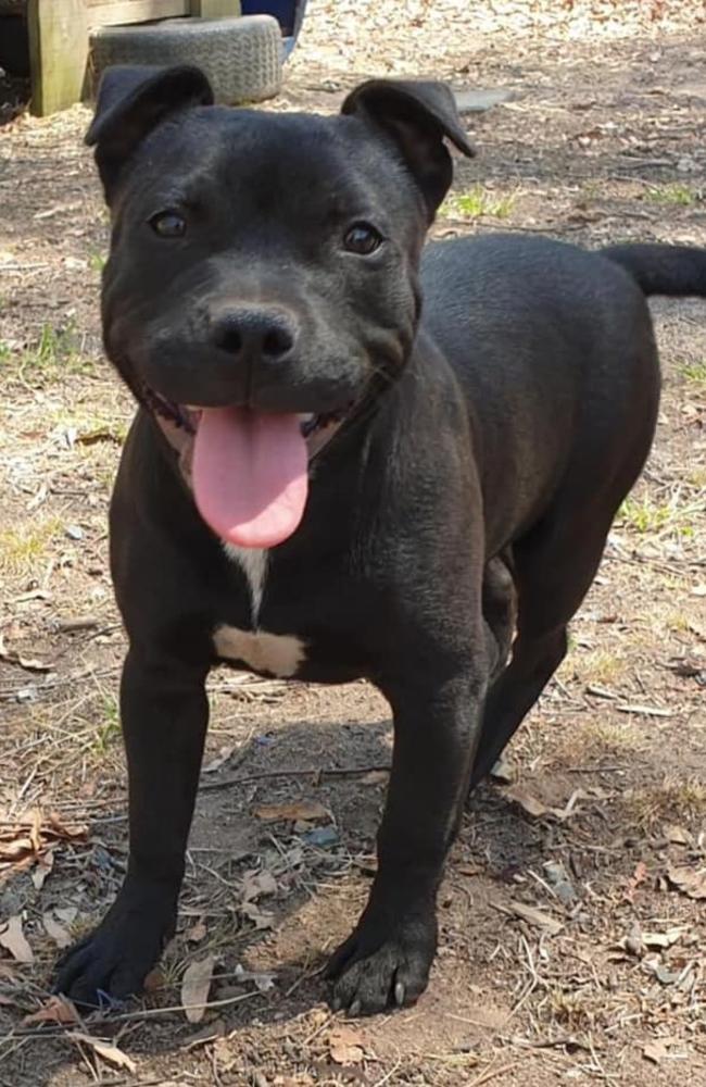 Neeka: Bertram Wilfried Humbuggerer's 7 month old Staffy