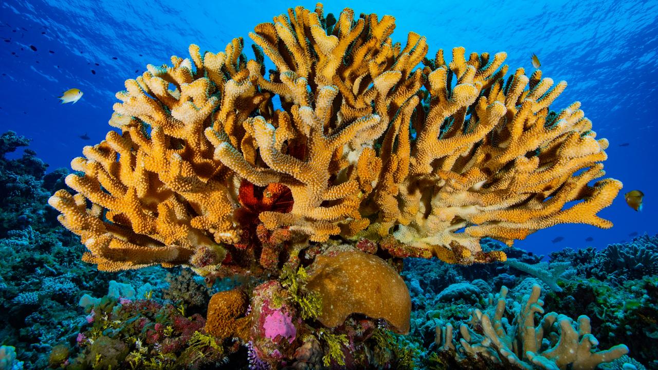 An international collaboration including UQ, National Geographic, Arizona State University, Vulcan Philanthropic and satellite company Planet has now completed digital mapping all of the world’s shallow coral reefs for the first time ever in a free online atlas.