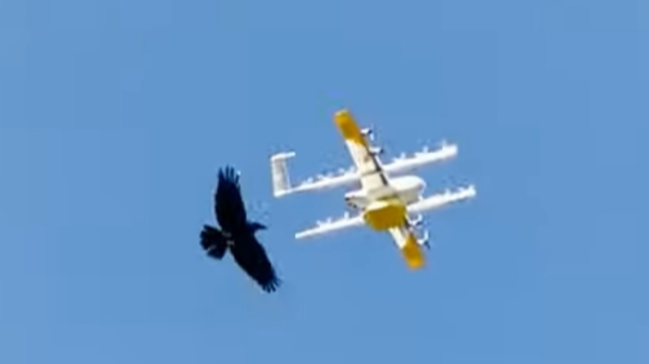 Raven attacks delivery drone Aussie capital | KidsNews
