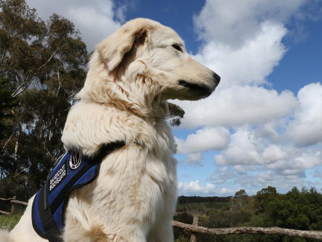 Albus is the Zoos Victoria Guardian Dog Squad ambassador. Picture: Mark Wilson.