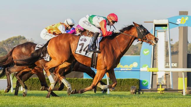 Le Ferrari, ridden by Ben Allen, wins at Sandown. Picture: Scott Barbour / Racing Photos