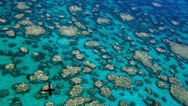 Rising water temperatures have bleached parts of the Great Barrier Reef, including this section near Cairns. Picture: Ed Roberts/ARC Centre of Excellence for Coral Reef Studies/AFP