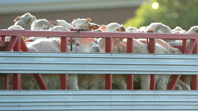 FREMANTLE, AUSTRALIA - JUNE 16: Sheep are seen while being transported to the Al Kuwait in Fremantle Harbour on June 16, 2020 in Fremantle, Australia. The Al Kuwait livestock ship has been ordered to leave Western Australia, after all crew were cleared of COVID-19. The live sheep transporter was stranded at Fremantle Port after 21 of its 48 crew tested positive for coronavirus following its docking in Western Australia on 22 May. The ship was given a departure deadline of Wednesday 17 June, after the final crew members were cleared of having COVID-19 on Monday. The vessel has been granted an exemption to the northern summer live export ban, which began on June 1. (Photo by Paul Kane/Getty Images)