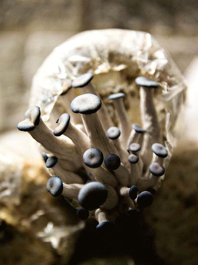 Microbiologist Noel Arrold began harvesting mushrooms in 1987. Picture: Steve Baccon