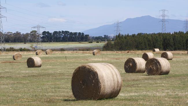 Hay stuck: Hay production is vast, but finding a market for it is proving difficult for growers.