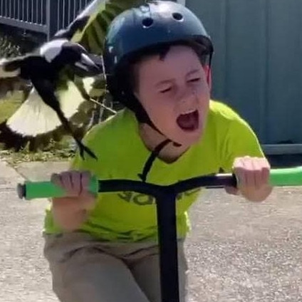 Magpie swoops kid on a scooter in Australia. Picture: Facebook