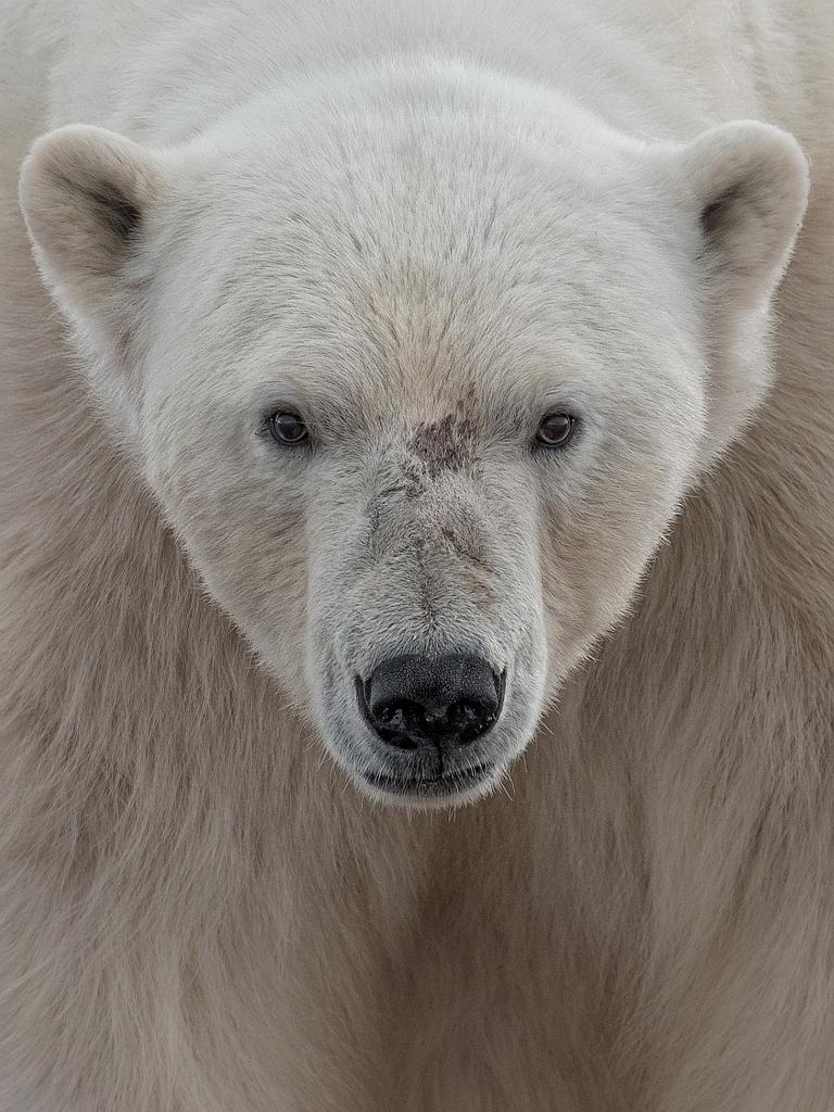 ‘Face to Face’ by Ari Ross... Location: Haugen, Svalbard and Jan Mayen. Picture: 2016 National Geographic Travel Photographer of the Year Contest