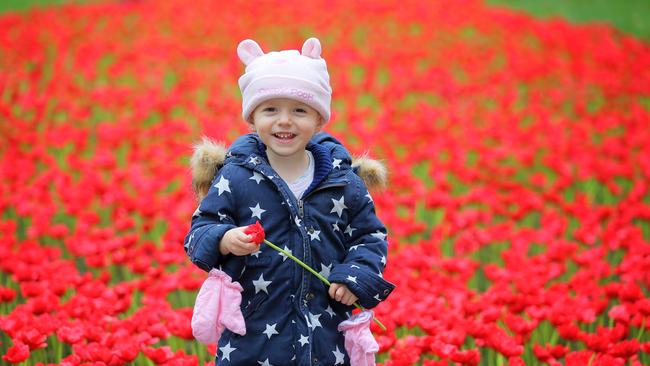 Ashlynn Weir, 2½, in the field of poppies on Parliament House lawns.