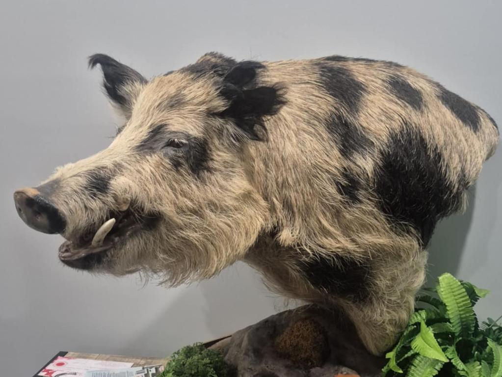 A boar from Mr Daley’s personal collection.