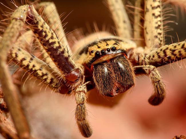 Huntsman spiders are more conspicuous than most spiders Queenslanders are likely to find in their homes. Picture: Jay Town