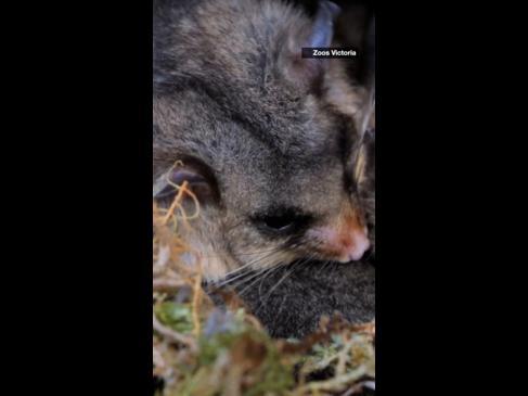 Aussie animals bunker down for the winter solstice