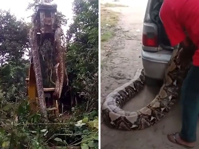 The snake was lifted by a digger. Picture: TikTok