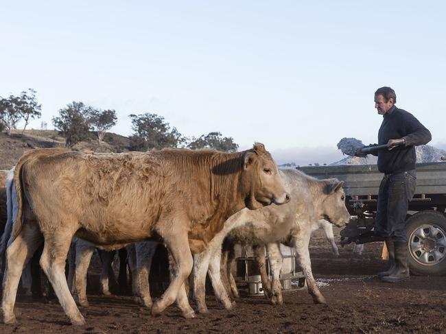 SUNDAY TELEGRAPH SPECIAL. PLEASE TALK WITH JEFF DARMANIN ST PIC ED BEFORE PUBLISHING. COONABARABRAN , NEW SOUTH WALES - JUNE 19:  Angus Attkinson works on his farm, feeding hungry cattle a mix of cottion seeds and hay. In the Central Western region of New South Wales, Australia, farmers continue to battle a crippling drought which many locals are calling the worst since 1902. In Warrumbungle Shire, where sharp peaks fall away to once fertile farmland the small town of Coonabarabran is running out of water. The town dam is down to just 23% capacity, forcing residents to live with level six water restrictions. The New South Wales State government recently approved an emergency drought relief package of A$600m, of which at least A$250m is allocated for low interest loans to assist eligible farm businesses to recover. The package has been welcomed, though in the words of a local farmer "it barely touches the sides". Now with the real prospect of a dry El-Nino weather pattern hitting the state in Spring, the longer term outlook for rain here is dire. June 19, 2018 in Coonabarabran, Australia.  (Photo by Brook Mitchell/Getty Images)