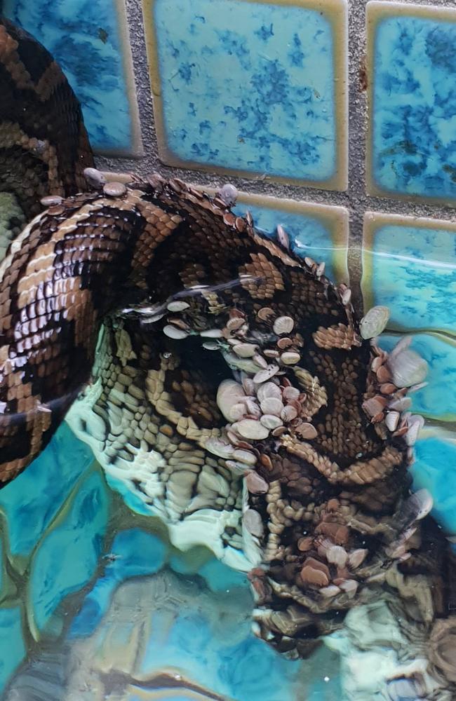 Gold Coast snake catcher Tony Harrison, who was called to remove the animal, says it's the worst infestation he's ever seen. (AAP Image/Tony Harrison)