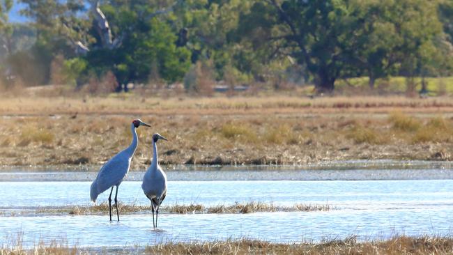 Walker Swamp. Picture: Supplied