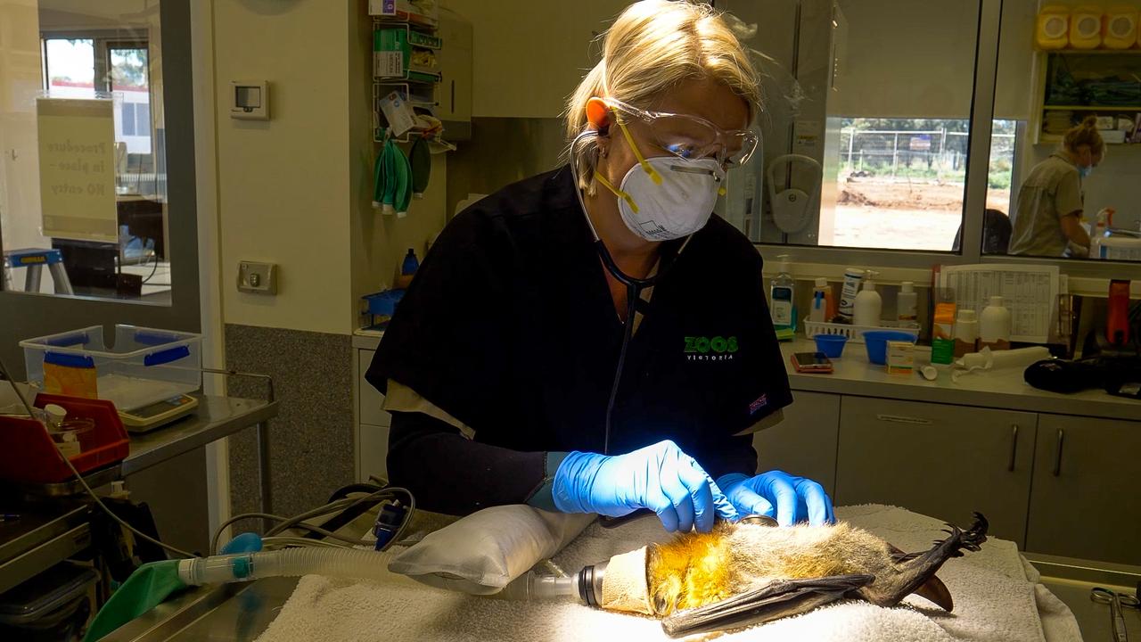 An injured Grey-headed flying fox is back gliding through the night skies following life-saving surgery at Werribee Open Range Zoo.