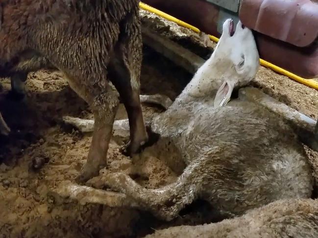 In this undated handout photo from Animals Australia recieved by AFP on March 9, 2018 shows a distressed sheep shot onboard Panama-flagged livestock carrier Awassi Express, from Australia to the Middle East, captured over five voyages last year.  An export ship due to carry more than 50,000 sheep to the Middle East has been blocked from leaving Australia after secret footage emerged of distressed animals dying and struggling to breathe in filthy conditions. / AFP PHOTO / ANIMALS AUSTRALIA / Animals Australia