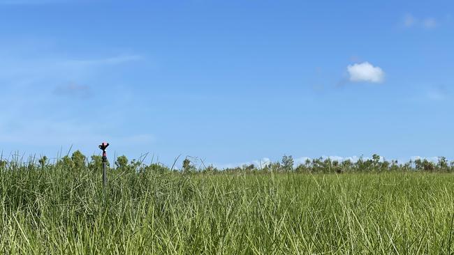 Vetiver grass crops at The City of Darwin's new Shoal Bay PFAS treatment plant helps trap nitrates from the treated leachate. Picture: Annabel Bowles