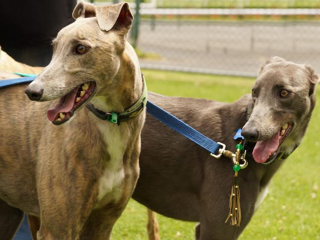 IN TRAINING: Tasmanian dogs in the Greyhound Adoption Program.