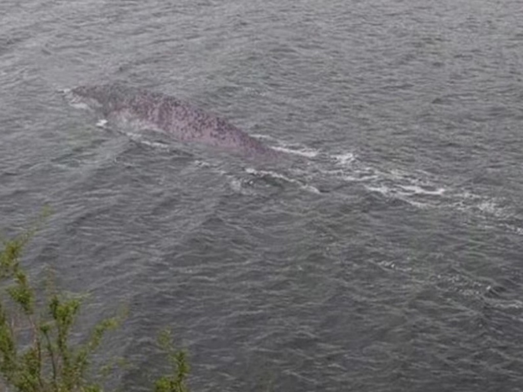 Steve Challice's photo at Loch Ness sparked speculation of the famous Loch Ness monster. Picture: Steve Challice