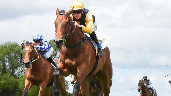 Talented mare Samangu will attempt to notch her second straight win when she heads to Geelong on Wednesday. Picture: Racing Photos via Getty Images