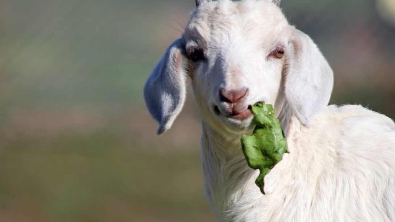 Bit of green for this handsome goat.