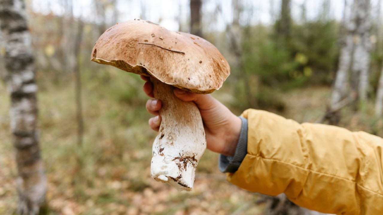 what-you-can-and-can-t-eat-when-it-comes-to-mushrooms-body-soul