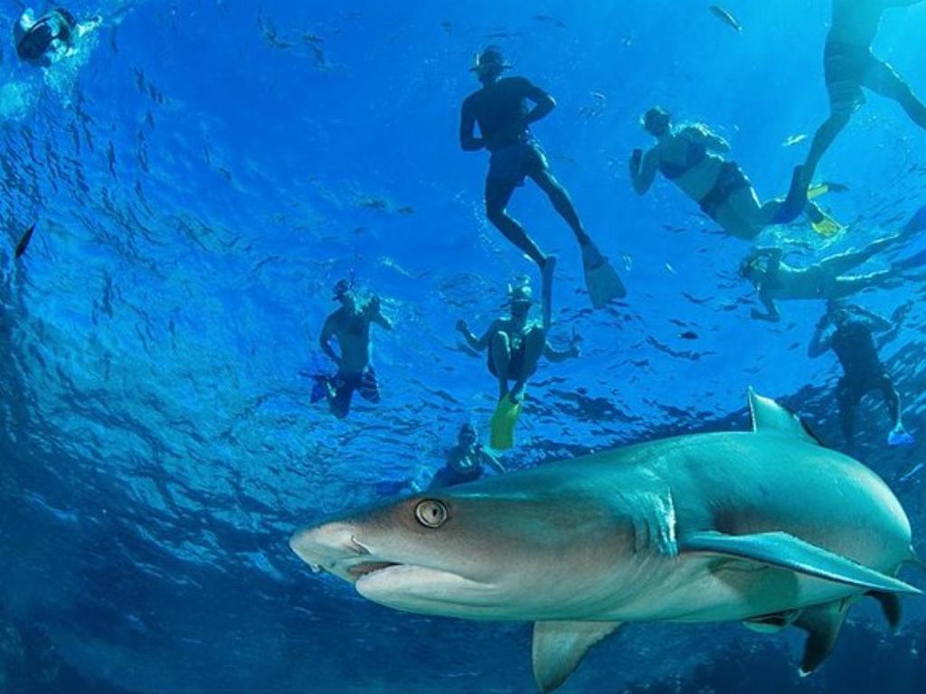 The tour takes you to an island full of reef sharks. Picture: South Sea Cruises