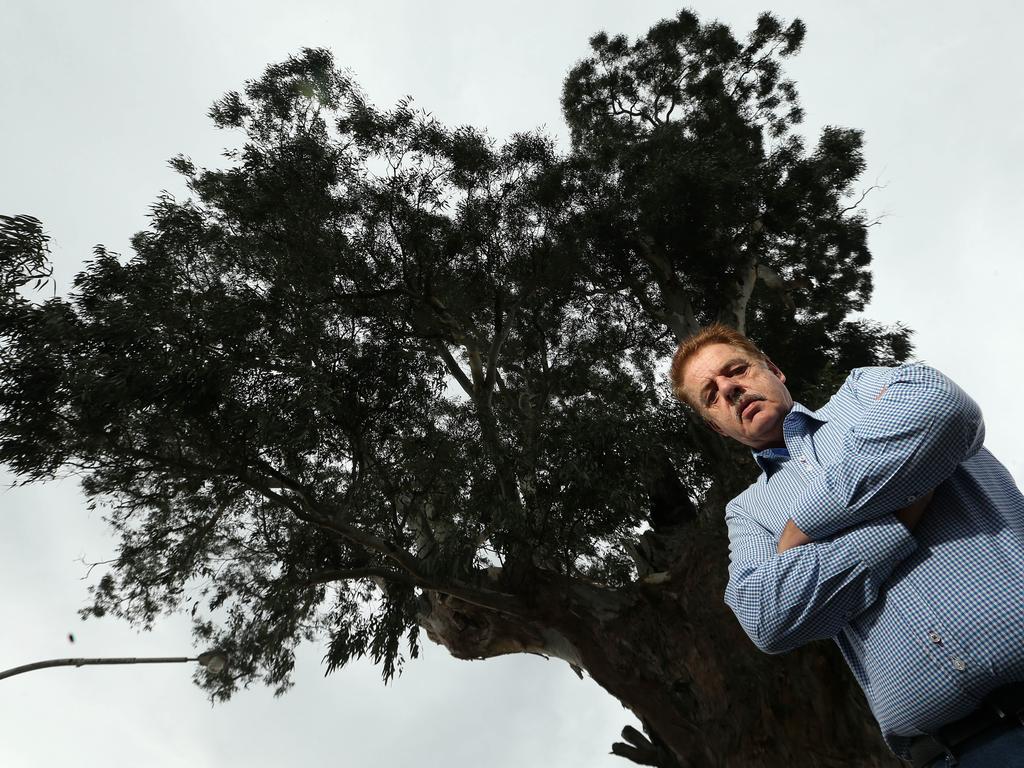 Councillor Geoff Gough with the sweeping old tree. Picture: Hamish Blair