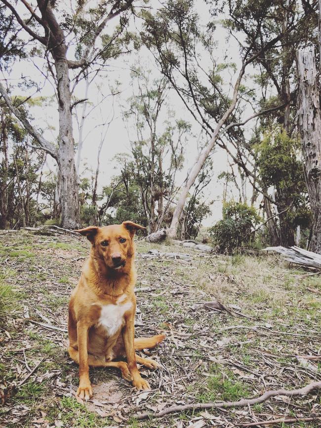 Day of Dogs 2018. Zoe Phillips’ much loved Kelpie Bruce, who loves a walk in the bush.