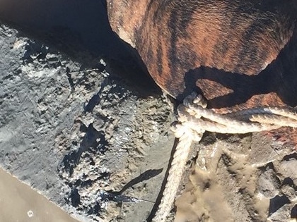 The RSPCA has appealed for help to find who did this to a dog found in the Brisbane River.