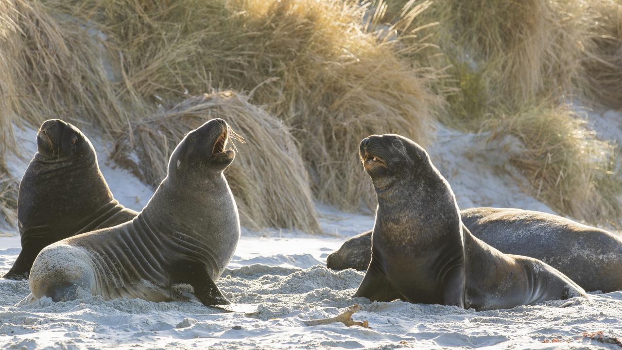 Hang out with sea lions on the Otago Peninsula. Picture: DunedinNZ