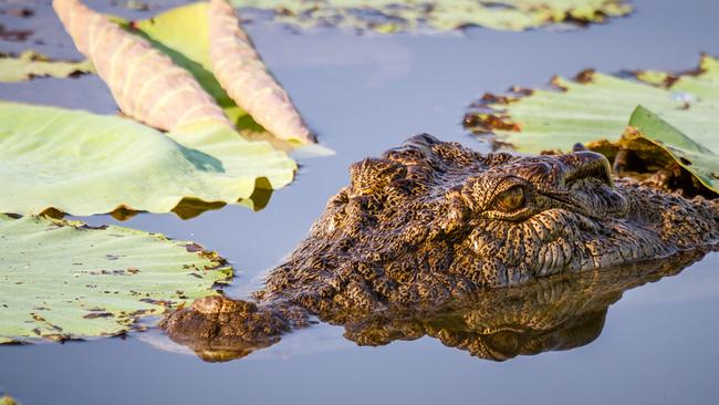 The Far North Queensland community has been rocked after a feared croc attack. Picture: Getty Escape