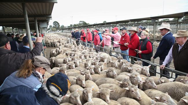 Lamb slaughter is expected to rise to 22 million. Picture: Andy Rogers