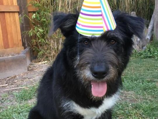 Irish wolfhound Bucket was euthanised after being allegedly shot with an arrow at a South Golden Beach property. Bucket was described on social media as "a gentle soul who lived life to the fullest".