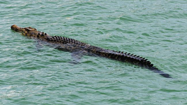 An approximately 3.8m saltwater crocodile was spotted hanging around the Wagait Beach jetty and boat ramp as fishos continued to fish dangerously close to the water.