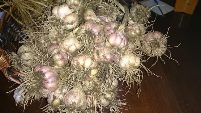 There's nothing like homegrown garlic — check oust these bulbs at Panania. Picture: Panania Free Rangers, Panania Urban Farm