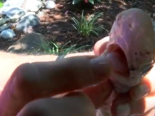 Baby teeth ... Sue Bowser keeps the shark in her freezer. Picture: wavy.com